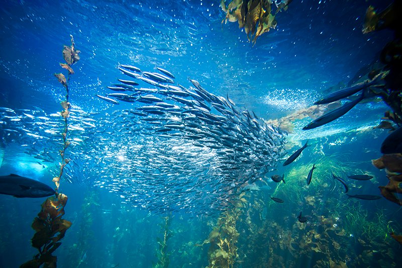 sea life and fish underwater