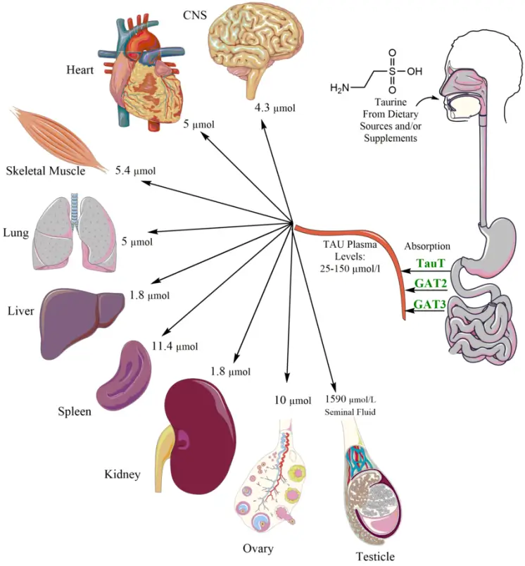 distribution of taurine in human tissues