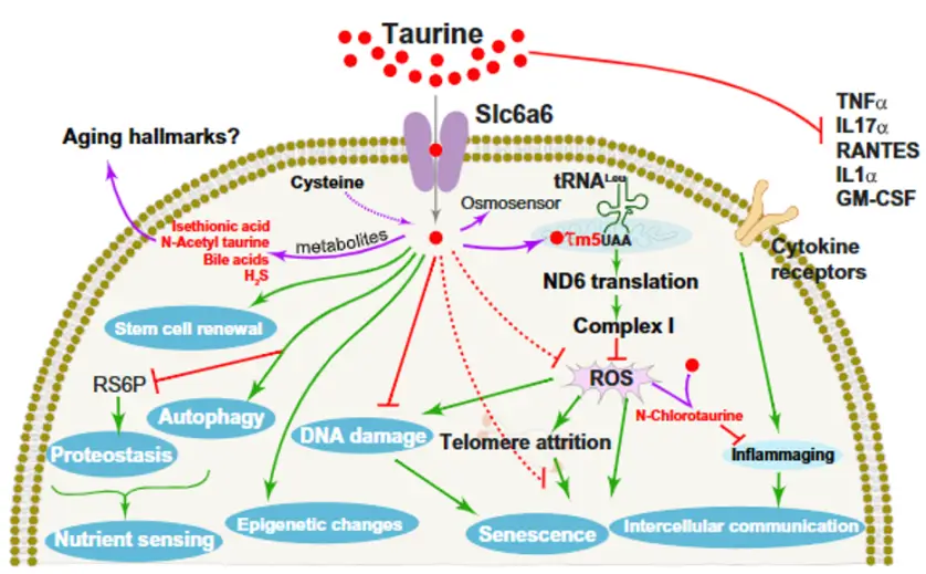 schematic representation of the effects of taurine and taurine derived biomolecules (red) on classic aging features