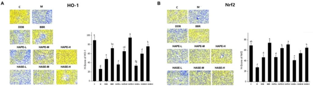 effects of hape and hase on a ho 1 and b nrf2 protein expressions