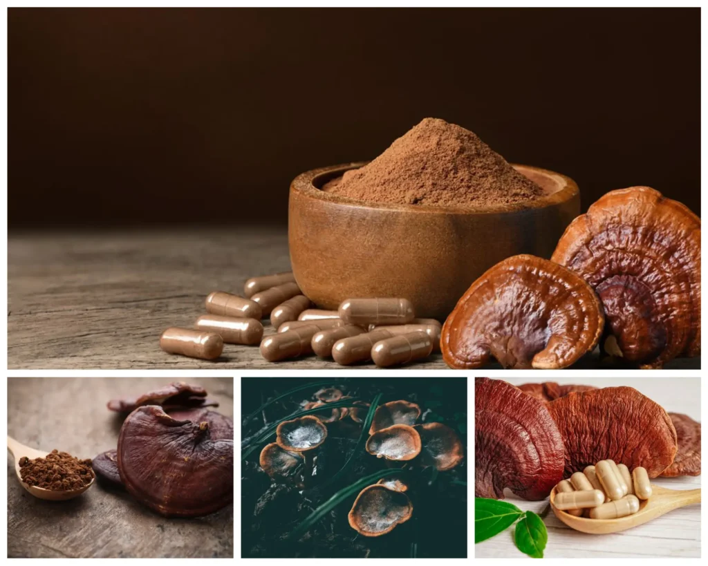 ingredients ganoderma lucidum polysaccharides