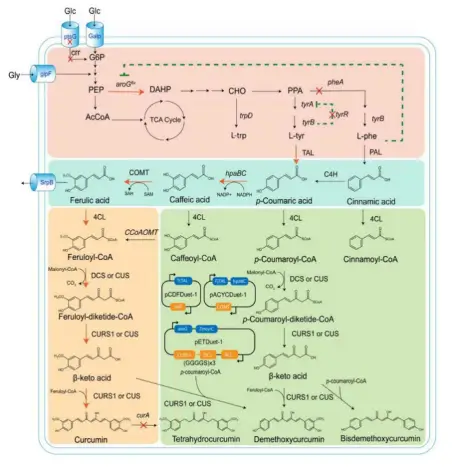 metabolic diagram of heterologous curcumin synthesis in escherichia coli