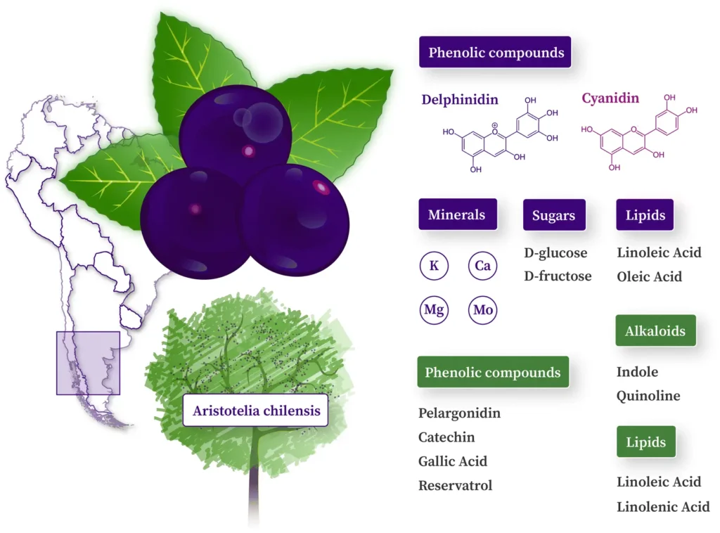 physiologic effects of the maqui berry aristotelia chilensis 