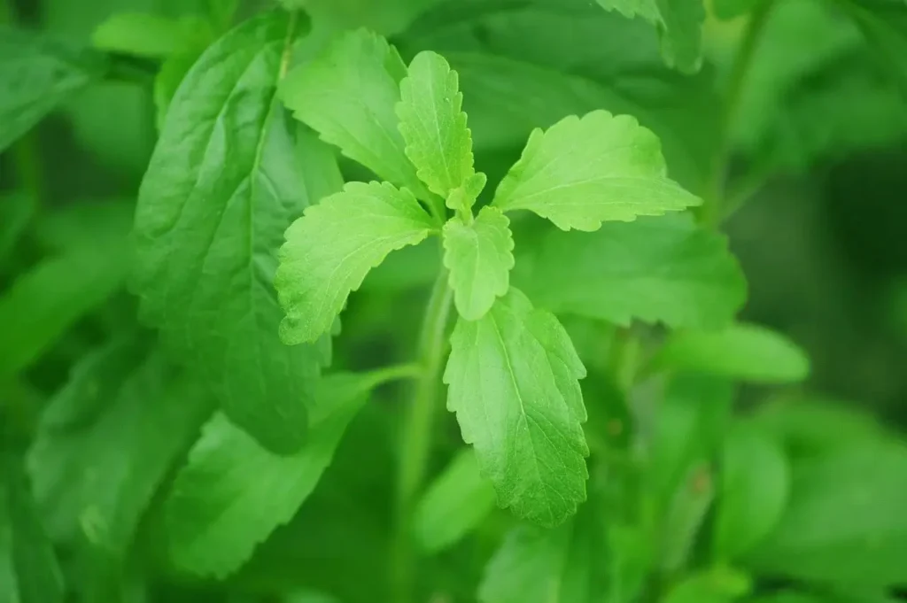 stevia rebaudiana bertoni